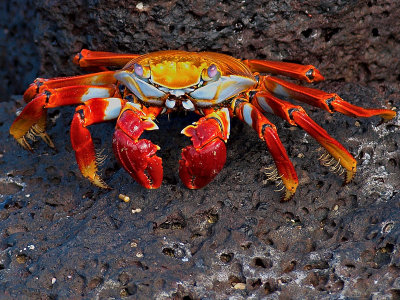 Sally Lightfoot Crab (Grpsus grapsus) 2