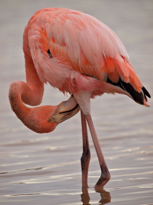 Greater Flamingo (Phoenicopterus ruber) 3
