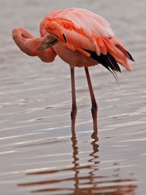 Greater Flamingo (Phoenicopterus ruber) 2