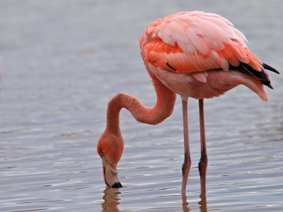 Greater Flamingo (Phoenicopterus ruber) 1