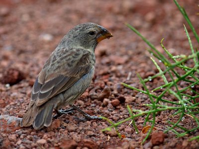 Female ? Ground Finch