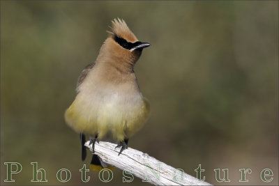 Cedar Waxwing