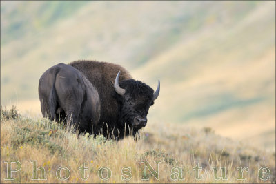 bison_03.jpg