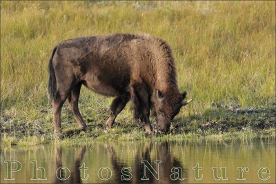 bison_07.jpg
