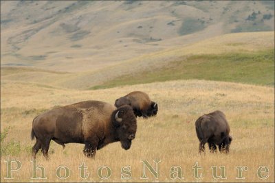 bison_08.jpg