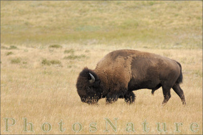 bison_09.jpg