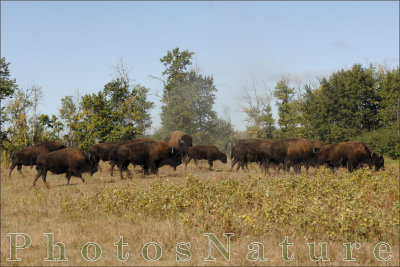 bison_11.jpg