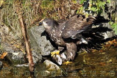 Bald Eagle