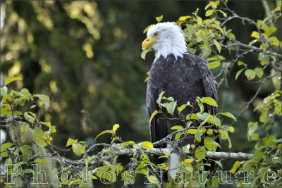 Bald Eagle