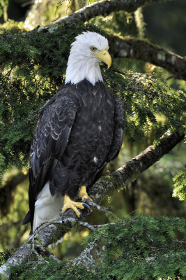 Bald Eagle