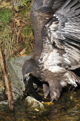 Bald Eagle