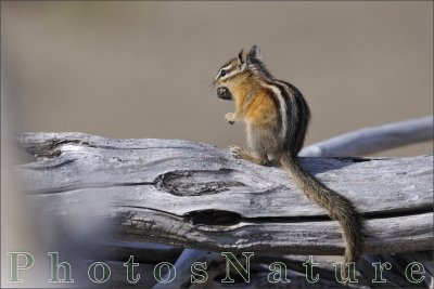 Chipmunk - Tamia