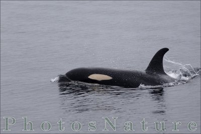 Killer whale