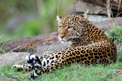 Kenya - Leopard