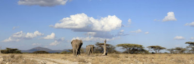 Kenya - Wildlife