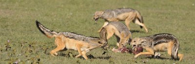 Kenya - Wildlife