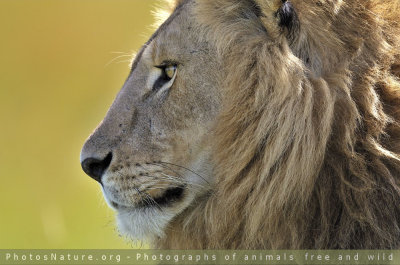 Kenya - Lions