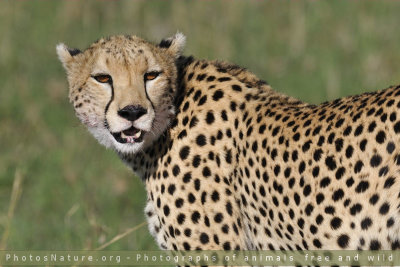 Kenya - Cheetahs