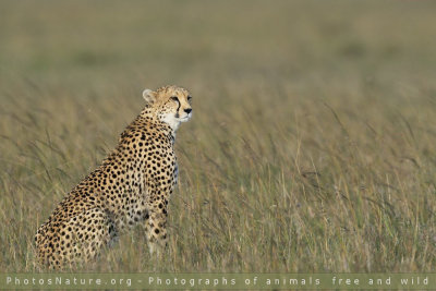 Kenya - Cheetahs