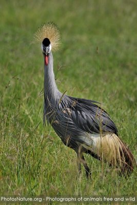 Kenya - Birds - part II