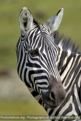 TJ_Kenya-09__04486.jpg