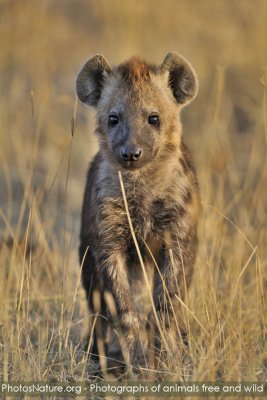 TJ_Kenya-09__04816.jpg
