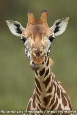 TJ_Kenya-09__05350.jpg