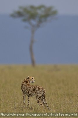 g1/43/345243/3/110234394.iCSd02Ek.jpg