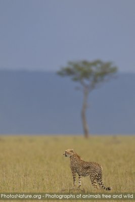 TJ_Kenya-09__07044.jpg