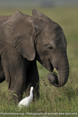 TJ_Kenya-09__09498.jpg