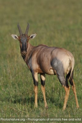 Kenya - Mammals part III