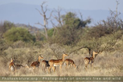Kenya - Mammals part IV
