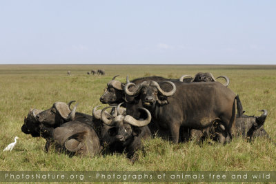Kenya - Mammals part IV