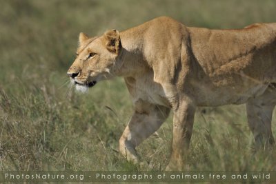 Kenya - Mammals part II