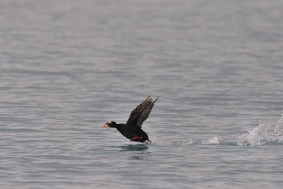 g1/43/345243/3/128551195.O2Sh9AFj.jpg