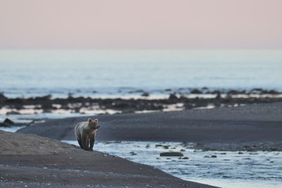 TJ_Alaska_06829.jpg