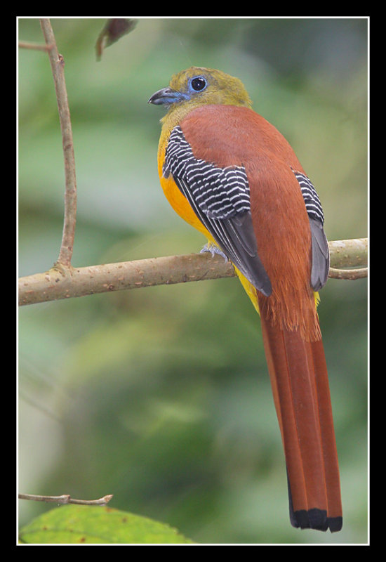 Orange-breasted Trogon, Thailand