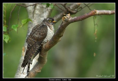 Cukoo, juvenile