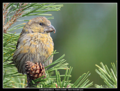 Common Crossbill