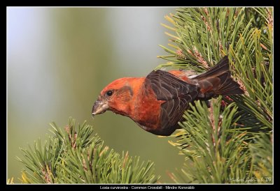 Common Crossbill