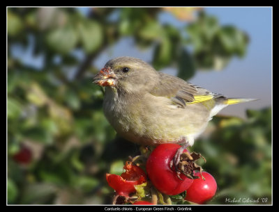 European Green Finch