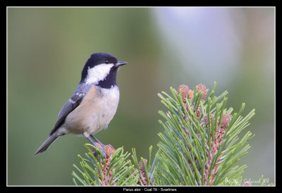 Coal Tit