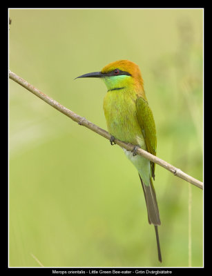 Little Green Bee-eater