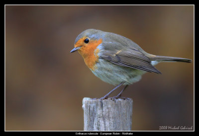 European Robin