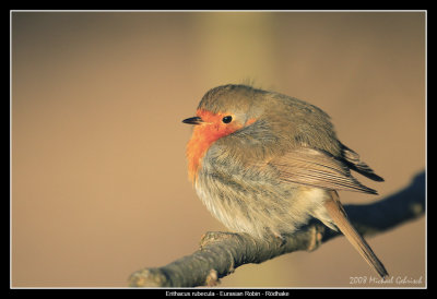 European Robin warming in the winter sunrise