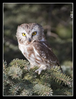 Northern Saw-Whet Owl (I think)