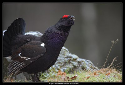 Capercaillie x Black Grouse, Sweden