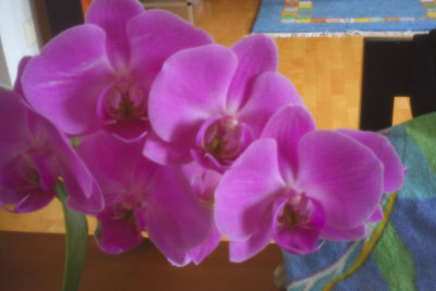 5DII_pinhole_orchid.jpg