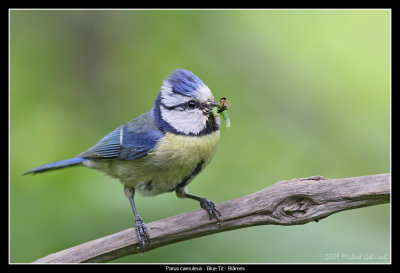 Blue Tit