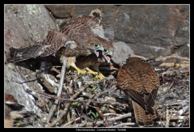 Common Kestrel